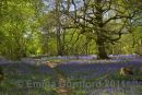 Bluebell wood